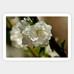 kli white rose Sticker